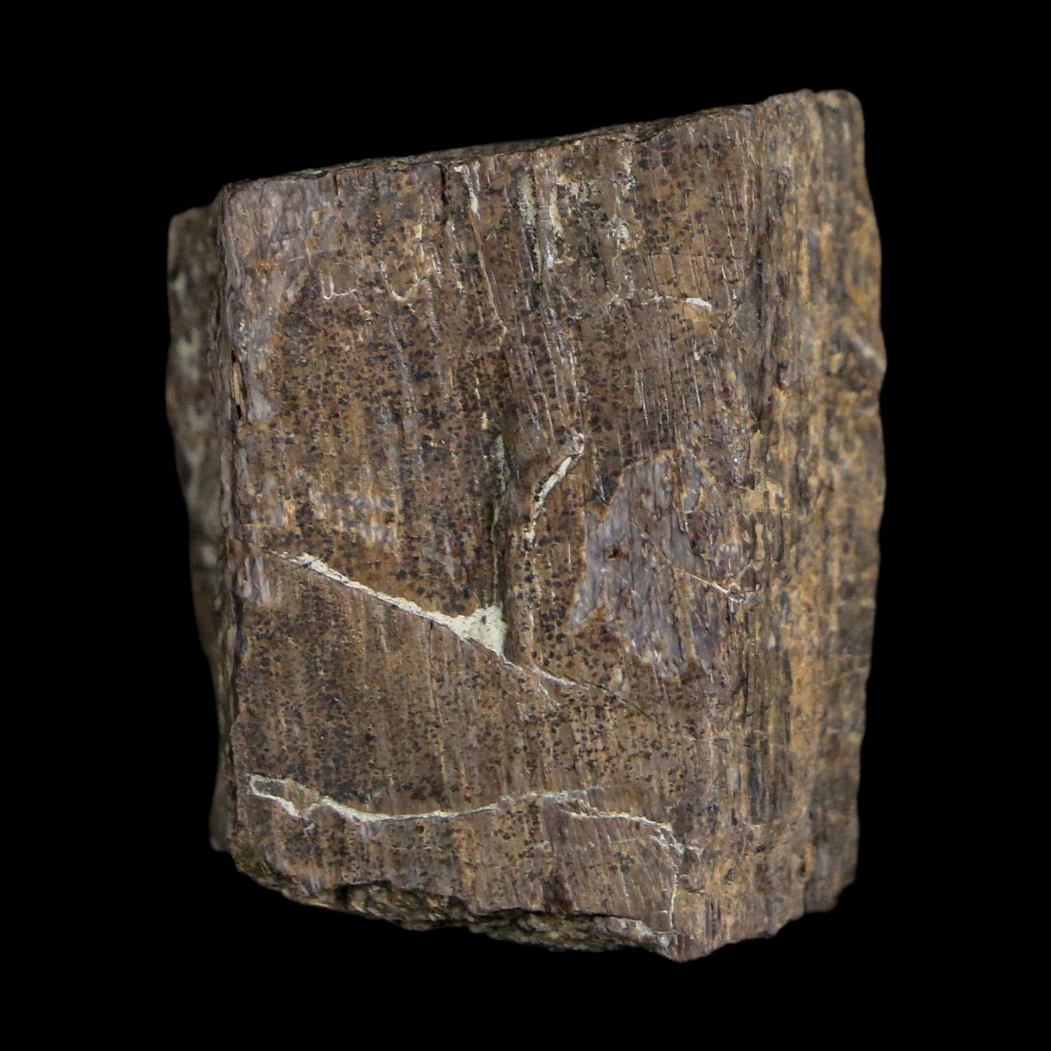 1" Stegosaurus Fossil Bone Specimen Morrison FM Wyoming Jurassic Age Dinosaur COA
