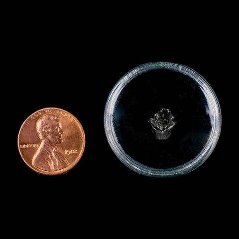 0.3" Ankylosaurus Fossil Tooth Judith River FM Cretaceous Dinosaur MT COA & Display