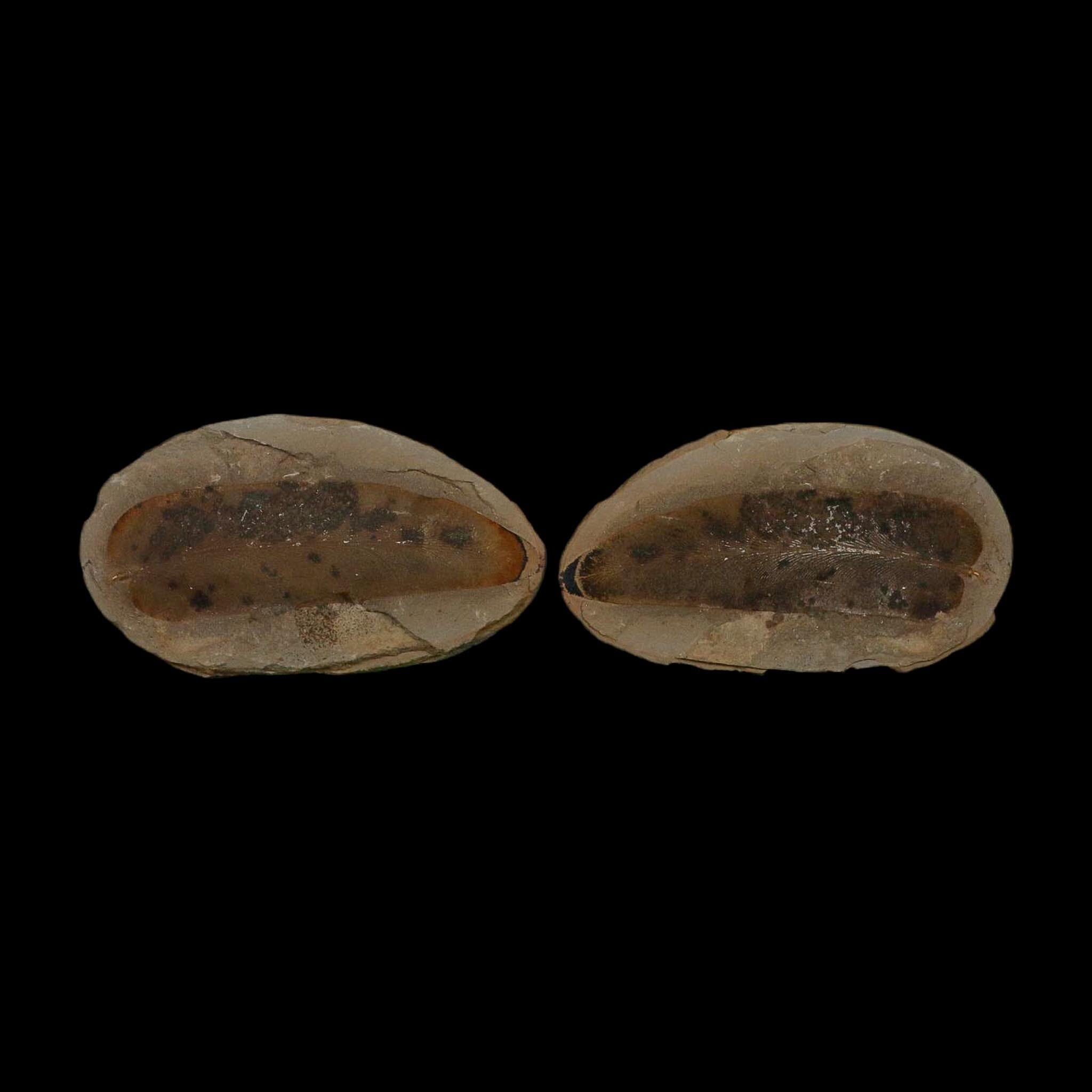 4.2" Macroneuropteris Fossils Leaf Mazon Creek Nodule Pennsylvanian Age Split-Pair - Fossil Age Minerals