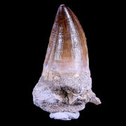 XL 3" Mosasaur Prognathodon Fossil Tooth Cretaceous Dinosaur Era COA & Stand