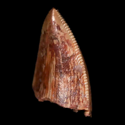 0.6" Phytosaur Fossil Tooth Triassic Age Archosaur Redonda FM NM COA & Display - Fossil Age Minerals