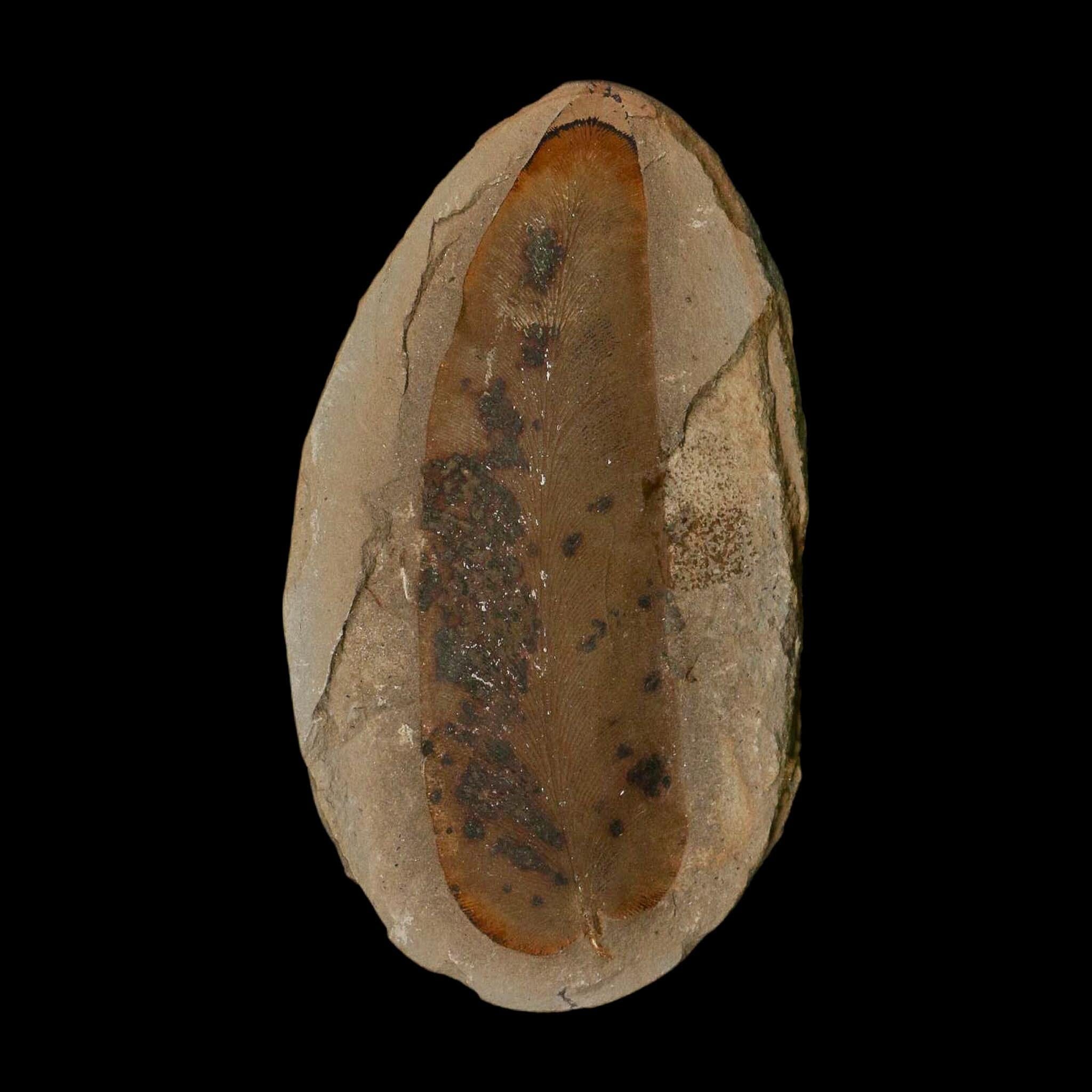 4.2" Macroneuropteris Fossils Leaf Mazon Creek Nodule Pennsylvanian Age Split-Pair - Fossil Age Minerals