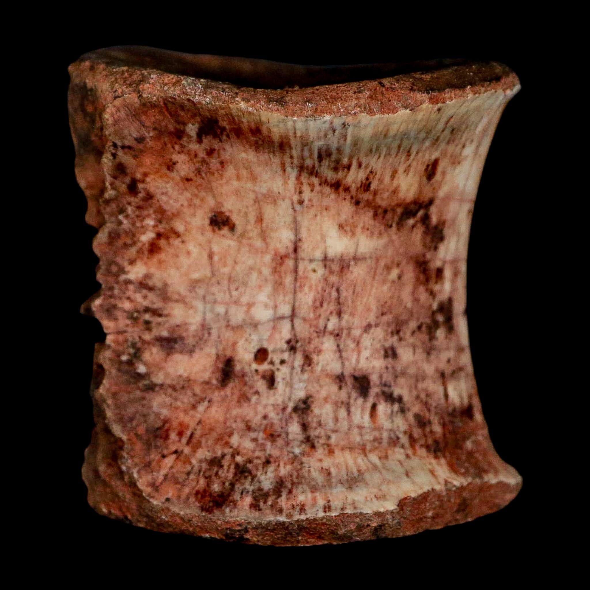 1.3" Phytosaur Fossil Vertebrae Triassic Age Archosaur Redonda FM NM COA - Fossil Age Minerals