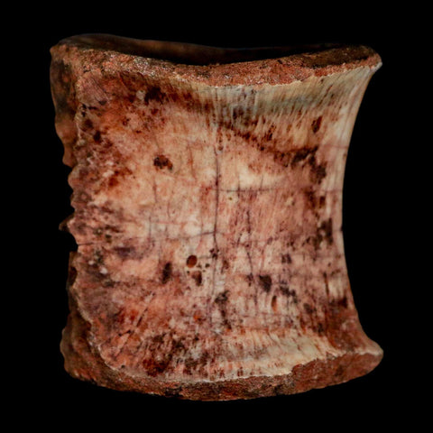 1.3" Phytosaur Fossil Vertebrae Triassic Age Archosaur Redonda FM NM COA - Fossil Age Minerals