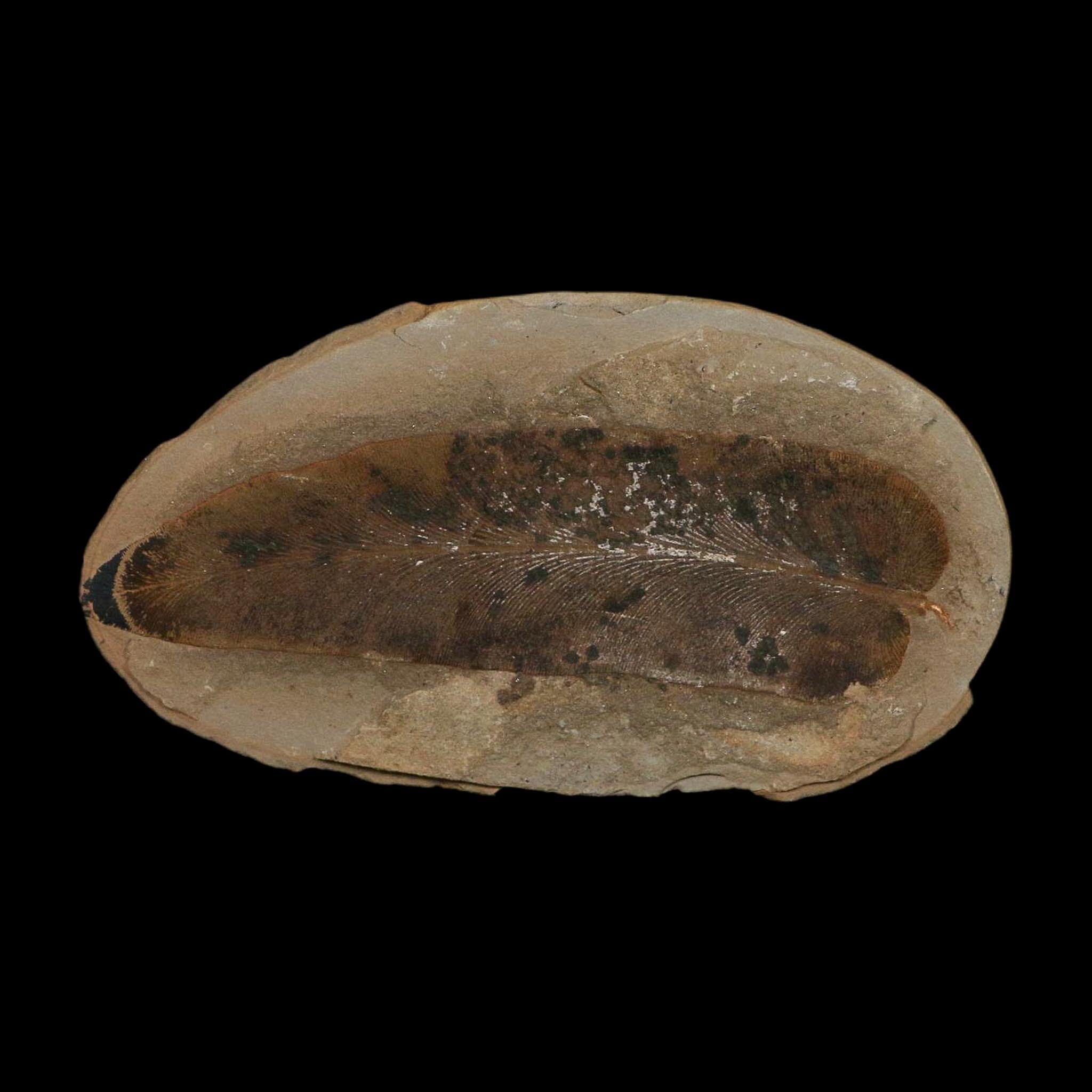4.2" Macroneuropteris Fossils Leaf Mazon Creek Nodule Pennsylvanian Age Split-Pair - Fossil Age Minerals
