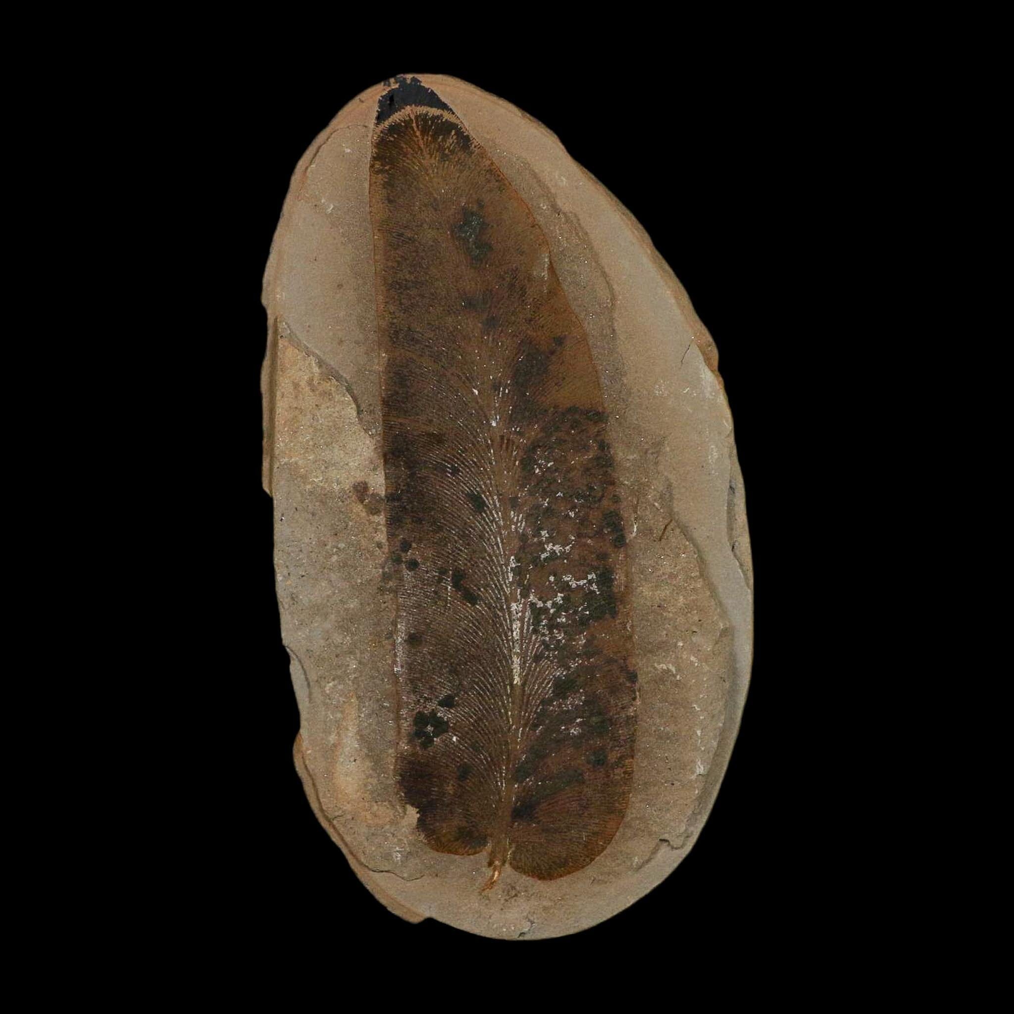 4.2" Macroneuropteris Fossils Leaf Mazon Creek Nodule Pennsylvanian Age Split-Pair - Fossil Age Minerals