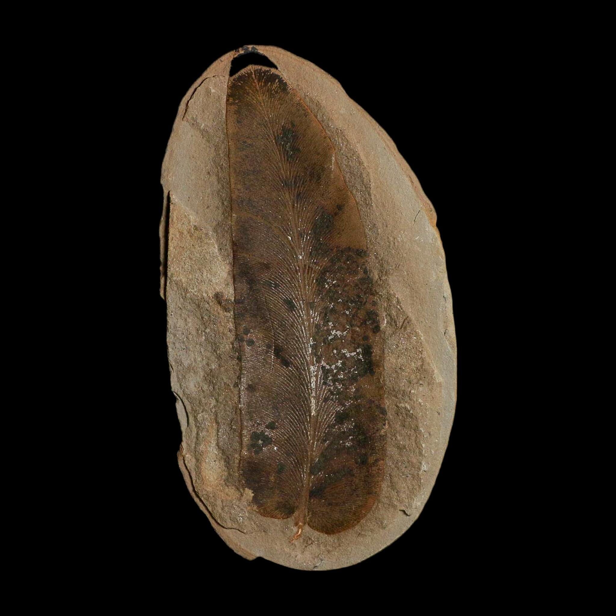 4.2" Macroneuropteris Fossils Leaf Mazon Creek Nodule Pennsylvanian Age Split-Pair - Fossil Age Minerals