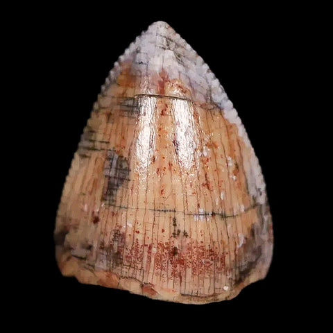 0.5" Phytosaur Fossil Tooth Triassic Age Archosaur Redonda FM NM COA & Display - Fossil Age Minerals