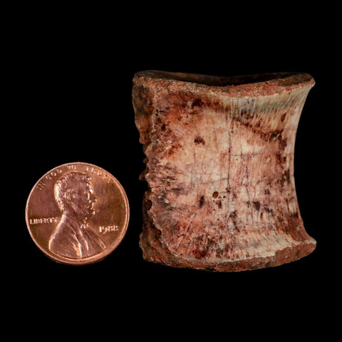 1.3" Phytosaur Fossil Vertebrae Triassic Age Archosaur Redonda FM NM COA - Fossil Age Minerals