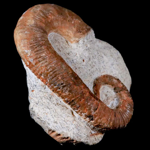 3.2" Heteromorph Rarest Of Fossil Ammonites Barremain Age Morocco Ancyloceras - Fossil Age Minerals