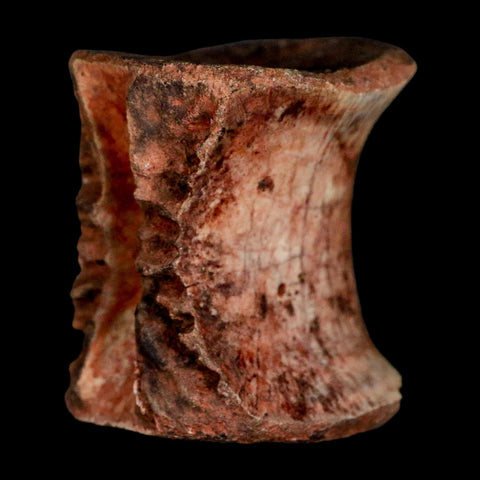 1.3" Phytosaur Fossil Vertebrae Triassic Age Archosaur Redonda FM NM COA - Fossil Age Minerals