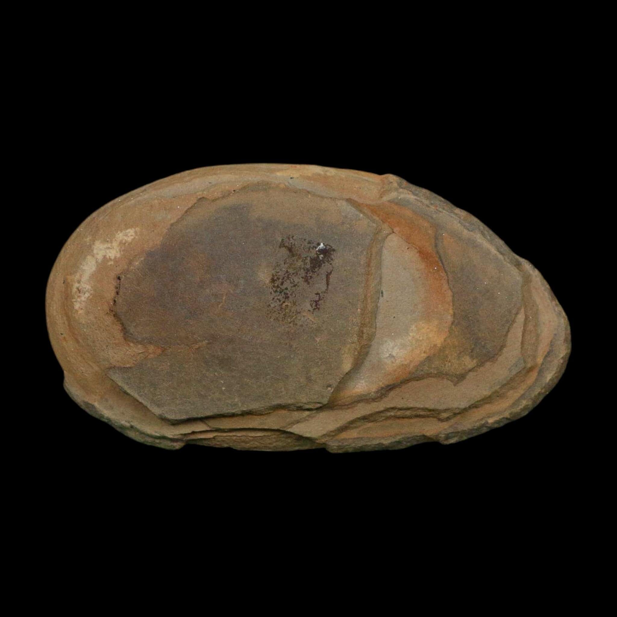 4.2" Macroneuropteris Fossils Leaf Mazon Creek Nodule Pennsylvanian Age Split-Pair - Fossil Age Minerals