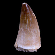 XL 2" Mosasaur Prognathodon Fossil Tooth Cretaceous Dinosaur Era COA & Stand