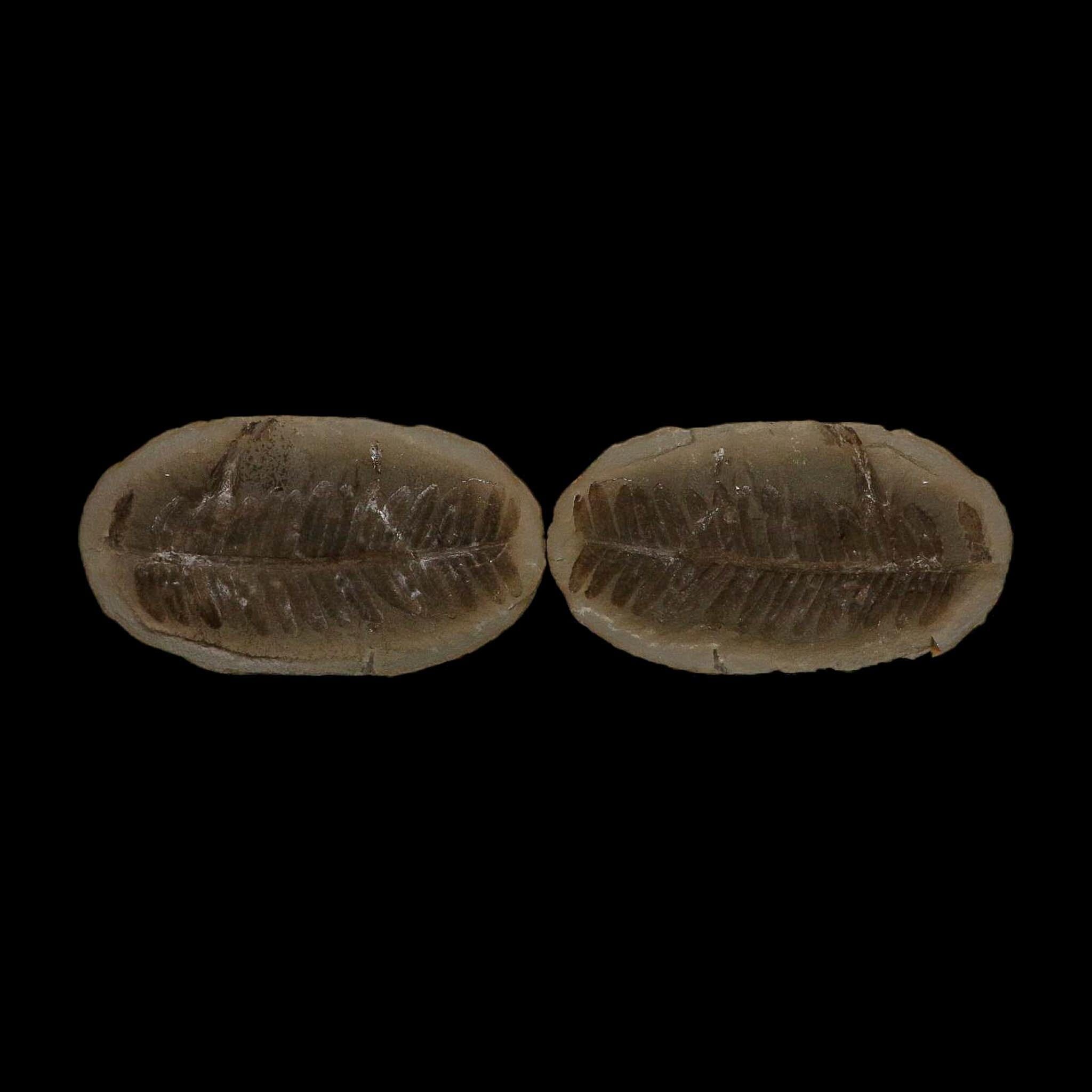 4.3" Pecopteris Fossil Leaves Mazon Creek Nodule Pennsylvanian Age Split-Pair - Fossil Age Minerals
