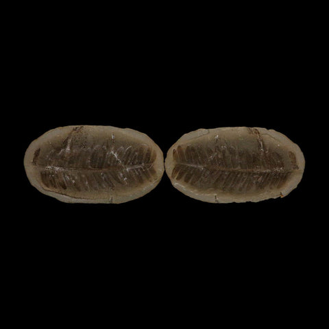 4.3" Pecopteris Fossil Leaves Mazon Creek Nodule Pennsylvanian Age Split-Pair