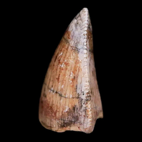 0.5" Phytosaur Fossil Tooth Triassic Age Archosaur Redonda FM NM COA & Display - Fossil Age Minerals