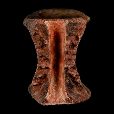 1.3" Phytosaur Fossil Vertebrae Triassic Age Archosaur Redonda FM NM COA - Fossil Age Minerals