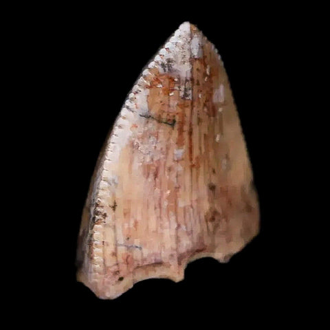 0.5" Phytosaur Fossil Tooth Triassic Age Archosaur Redonda FM NM COA & Display - Fossil Age Minerals