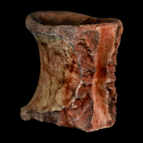 1.3" Phytosaur Fossil Vertebrae Triassic Age Archosaur Redonda FM NM COA - Fossil Age Minerals