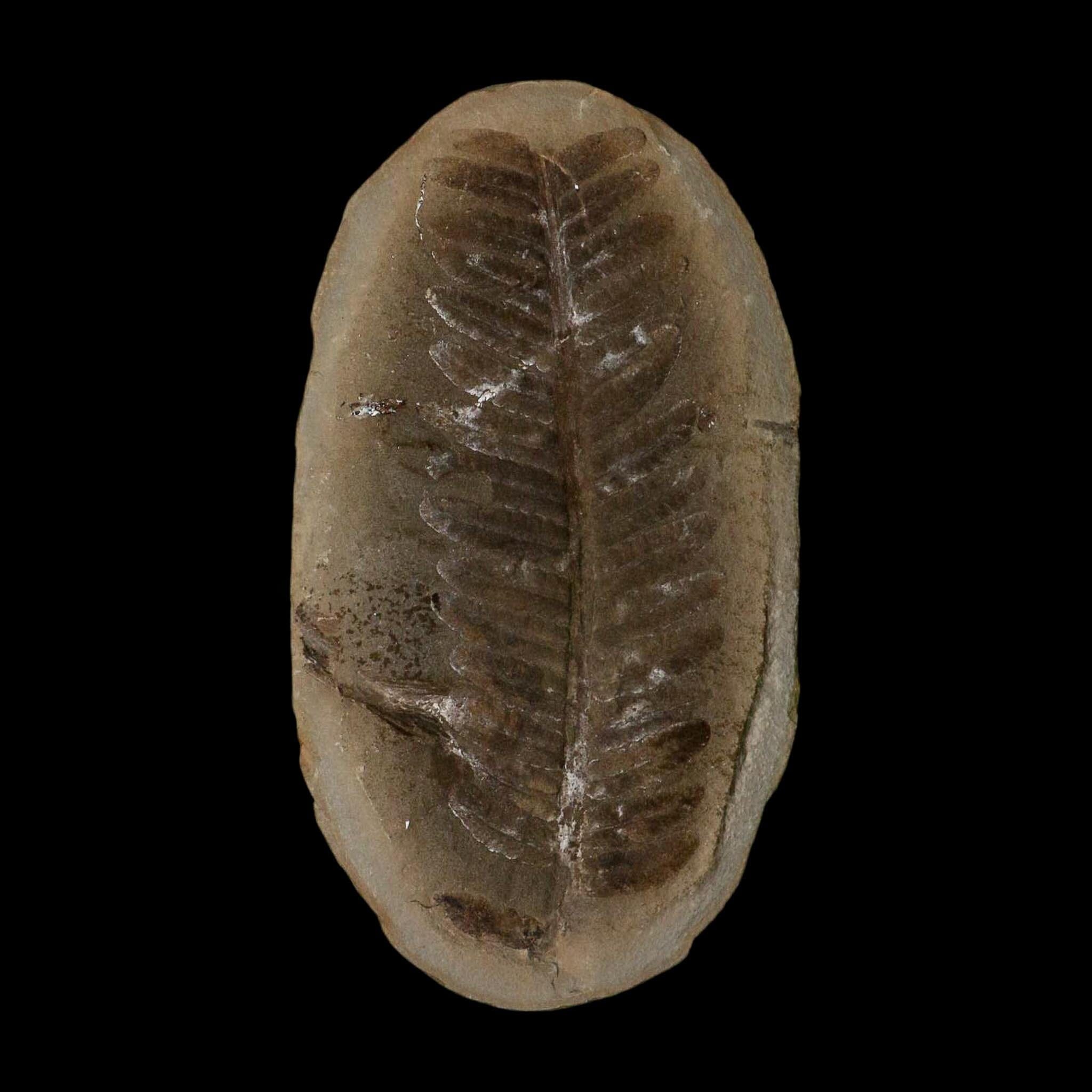 4.3" Pecopteris Fossil Leaves Mazon Creek Nodule Pennsylvanian Age Split-Pair - Fossil Age Minerals