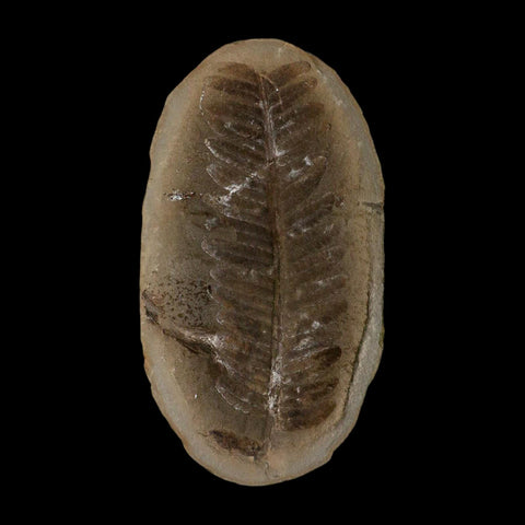 4.3" Pecopteris Fossil Leaves Mazon Creek Nodule Pennsylvanian Age Split-Pair