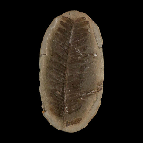 4.3" Pecopteris Fossil Leaves Mazon Creek Nodule Pennsylvanian Age Split-Pair