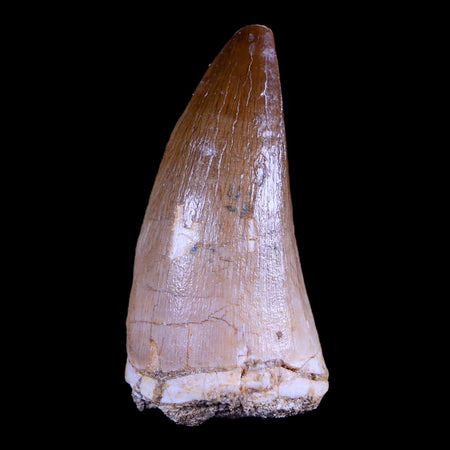 XL 2" Mosasaur Prognathodon Fossil Tooth Cretaceous Dinosaur Era COA & Stand