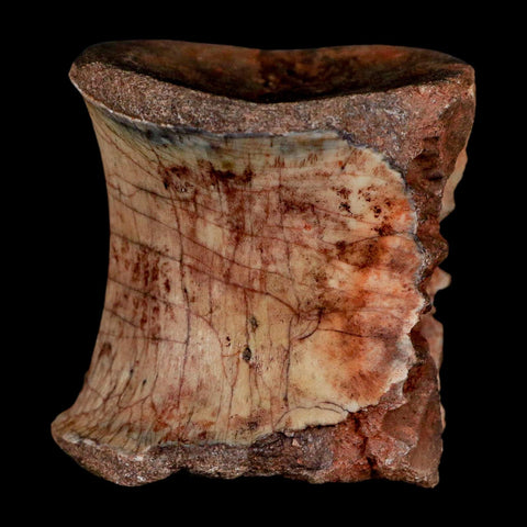 1.3" Phytosaur Fossil Vertebrae Triassic Age Archosaur Redonda FM NM COA - Fossil Age Minerals