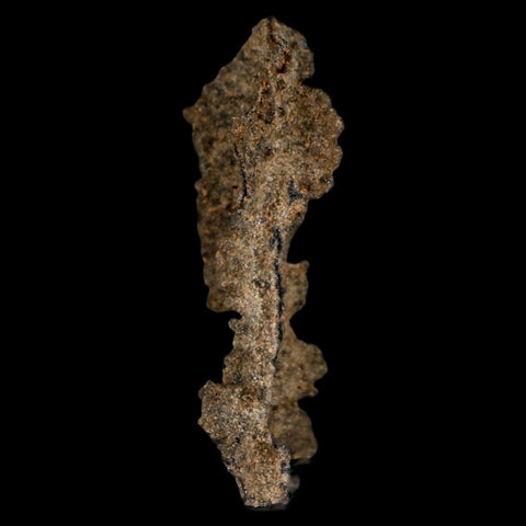 1.8" Fulgurite Petrified Lightning Strike Glass Sahara Desert Algeria - Fossil Age Minerals