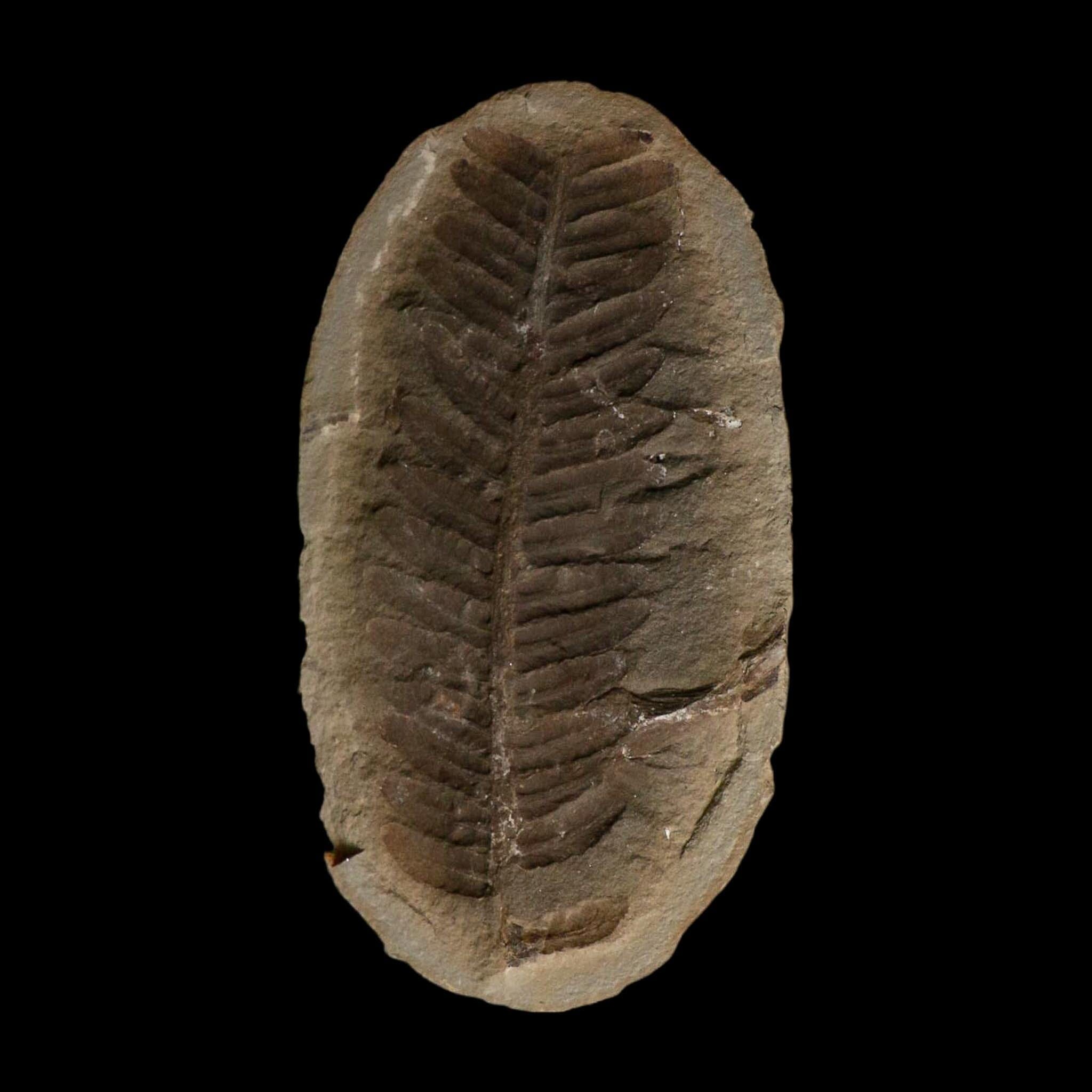 4.3" Pecopteris Fossil Leaves Mazon Creek Nodule Pennsylvanian Age Split-Pair - Fossil Age Minerals