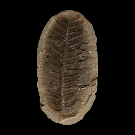 4.3" Pecopteris Fossil Leaves Mazon Creek Nodule Pennsylvanian Age Split-Pair