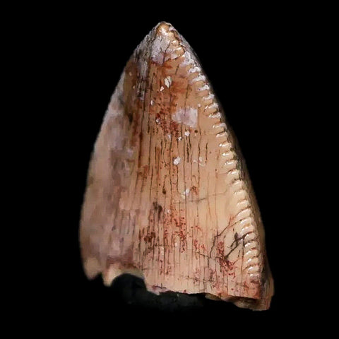 0.5" Phytosaur Fossil Tooth Triassic Age Archosaur Redonda FM NM COA & Display - Fossil Age Minerals