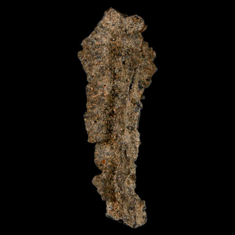 1.8" Fulgurite Petrified Lightning Strike Glass Sahara Desert Algeria - Fossil Age Minerals