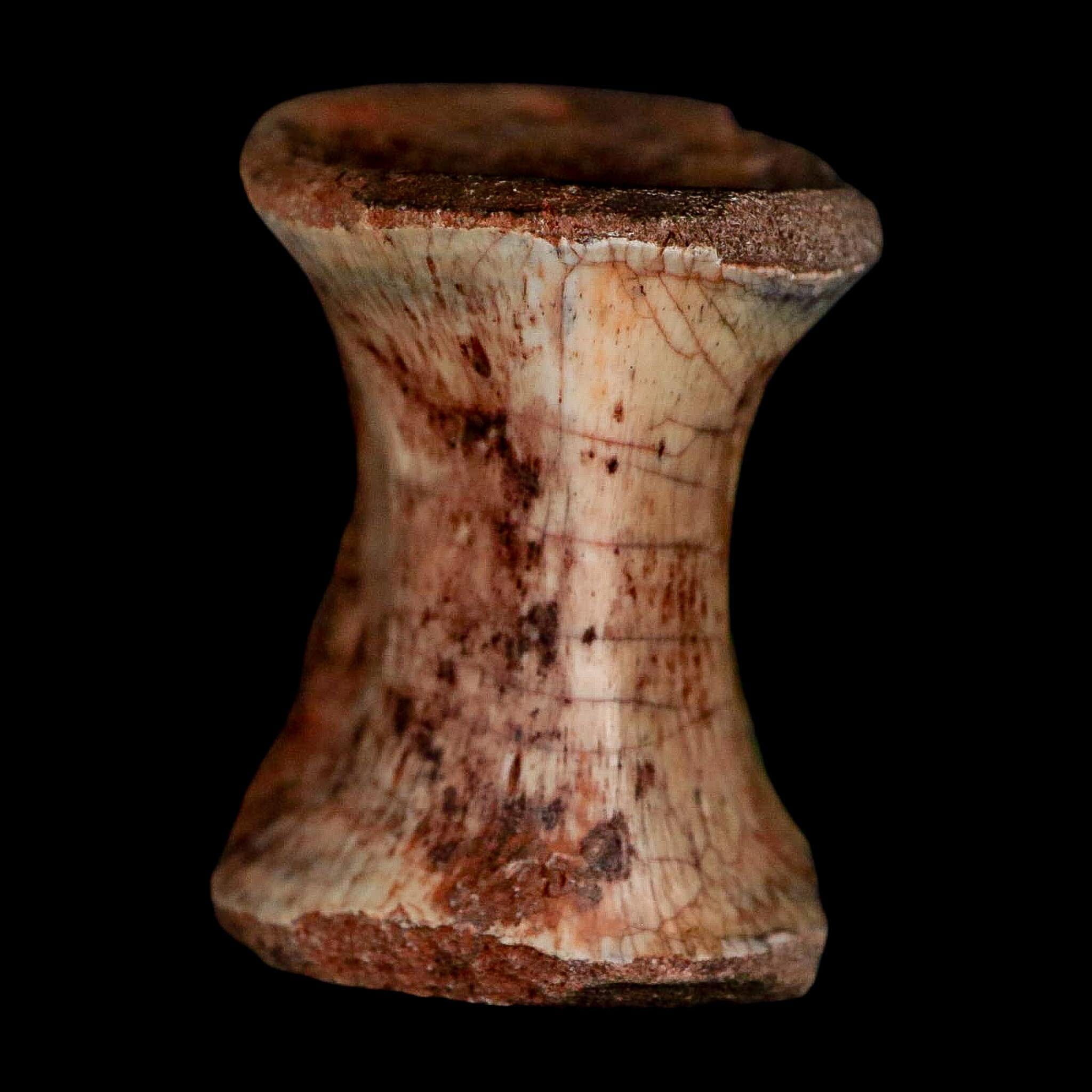 1.3" Phytosaur Fossil Vertebrae Triassic Age Archosaur Redonda FM NM COA - Fossil Age Minerals