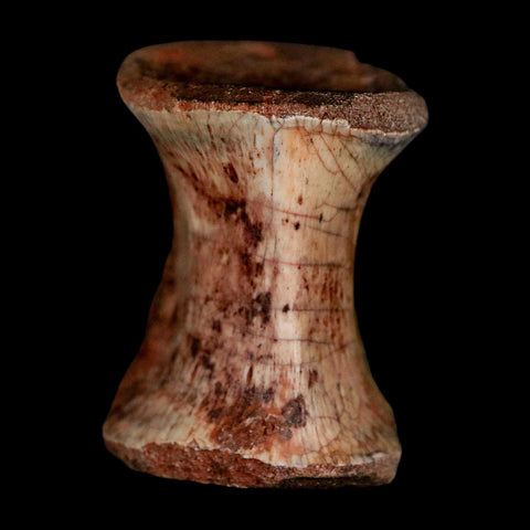 1.3" Phytosaur Fossil Vertebrae Triassic Age Archosaur Redonda FM NM COA - Fossil Age Minerals