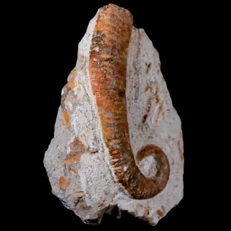 3.2" Heteromorph Rarest Of Fossil Ammonites Barremain Age Morocco Ancyloceras