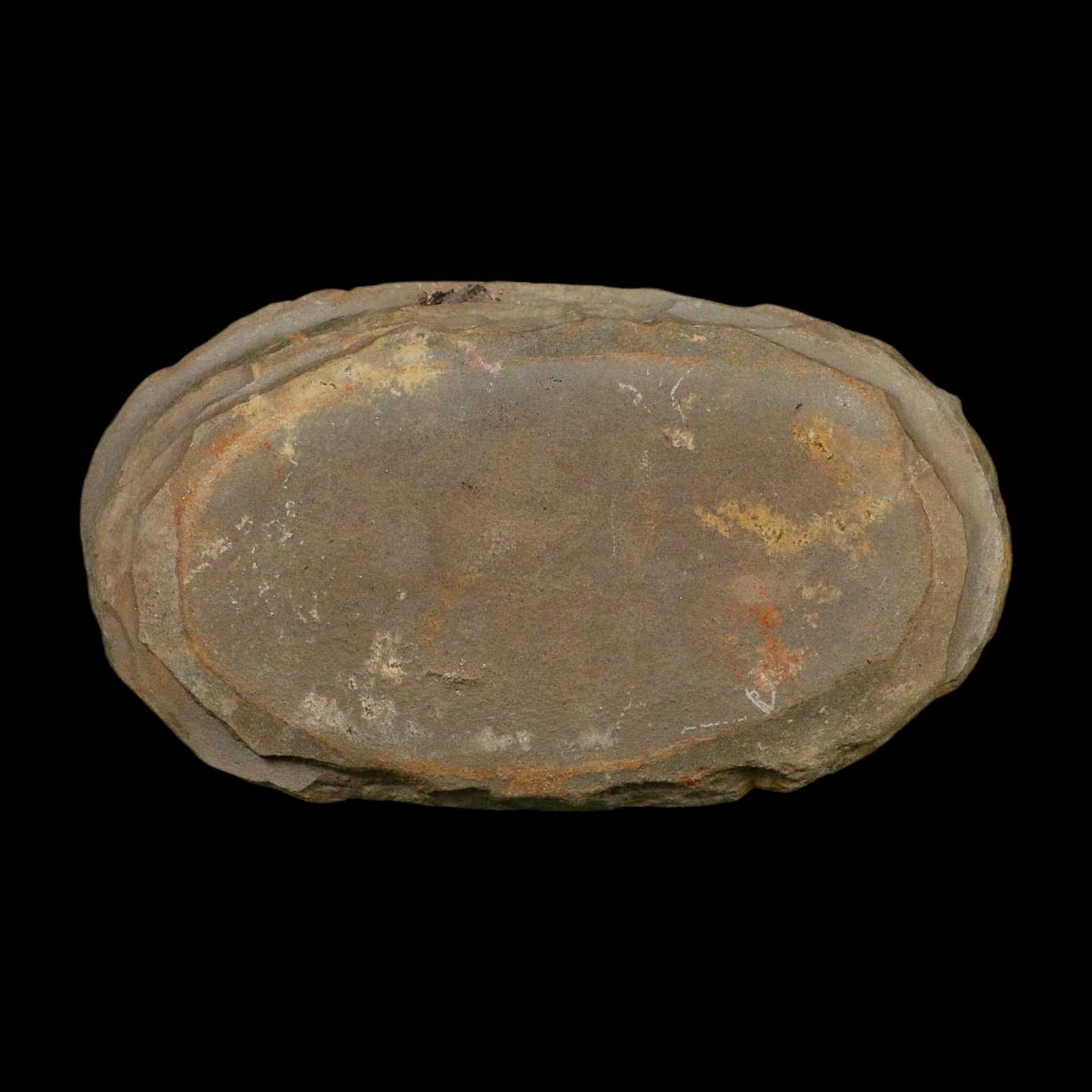4.3" Pecopteris Fossil Leaves Mazon Creek Nodule Pennsylvanian Age Split-Pair - Fossil Age Minerals
