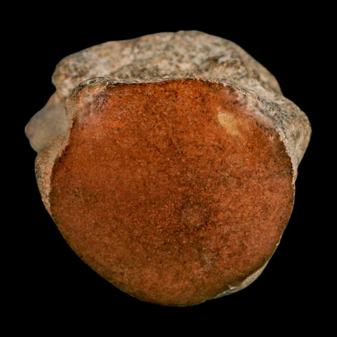 1.7" Mosasaur Fossil Polished Vertebrae Cretaceous Dinosaur Era TX Ozan FM COA, Stand - Fossil Age Minerals