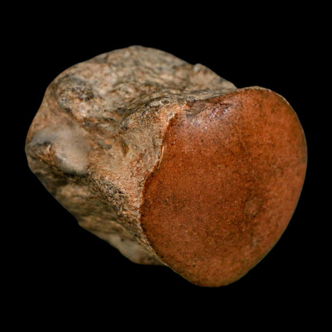 1.7" Mosasaur Fossil Polished Vertebrae Cretaceous Dinosaur Era TX Ozan FM COA, Stand - Fossil Age Minerals