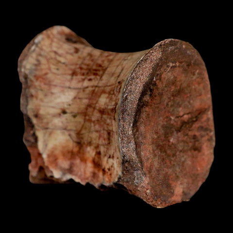 1.3" Phytosaur Fossil Vertebrae Triassic Age Archosaur Redonda FM NM COA - Fossil Age Minerals