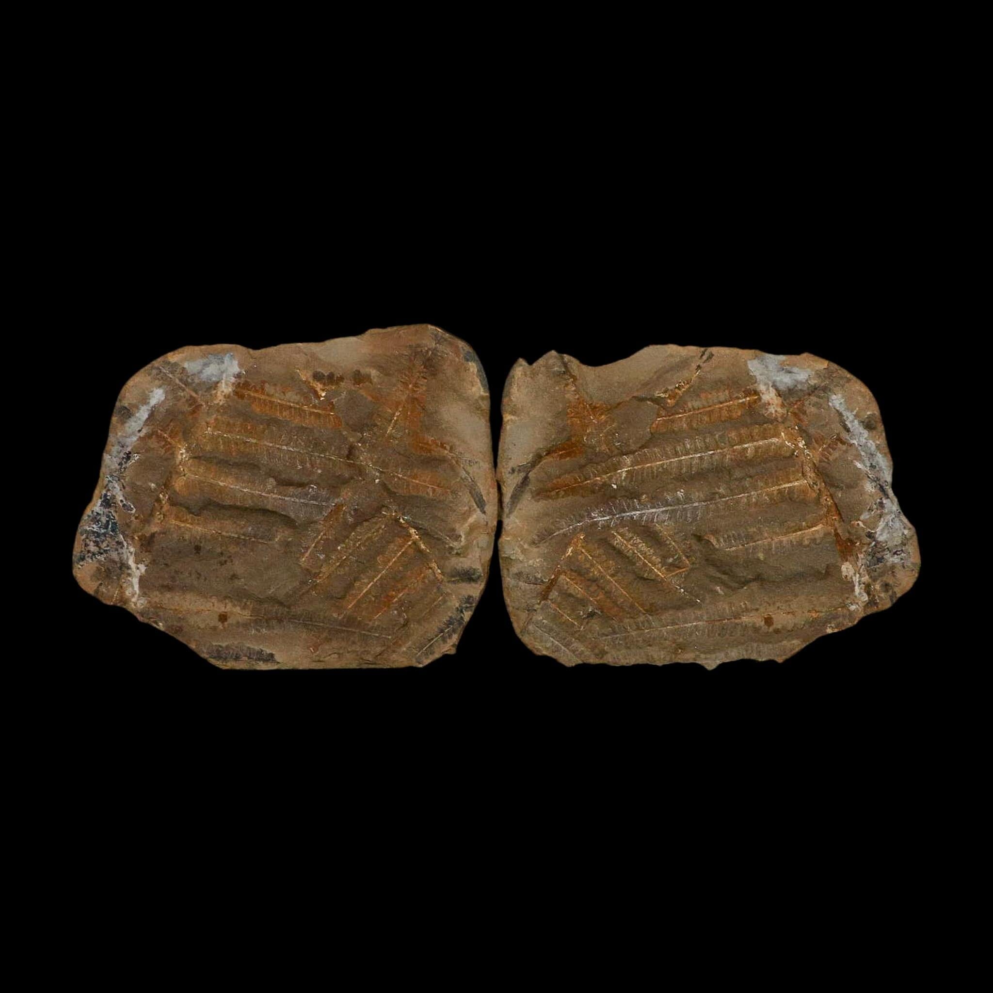 3.2" Pecopteris Fossil Leaves Mazon Creek Nodule Pennsylvanian Age Split-Pair - Fossil Age Minerals