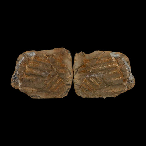3.2" Pecopteris Fossil Leaves Mazon Creek Nodule Pennsylvanian Age Split-Pair