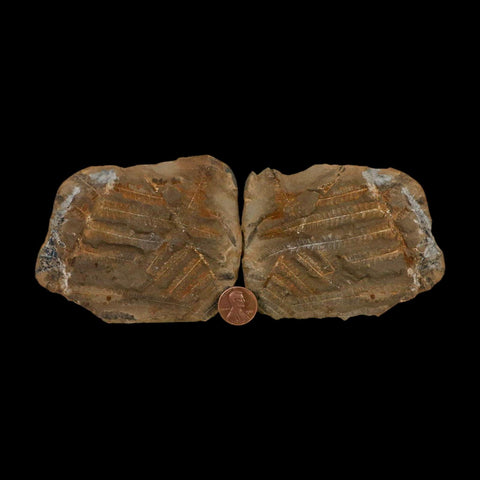 3.2" Pecopteris Fossil Leaves Mazon Creek Nodule Pennsylvanian Age Split-Pair