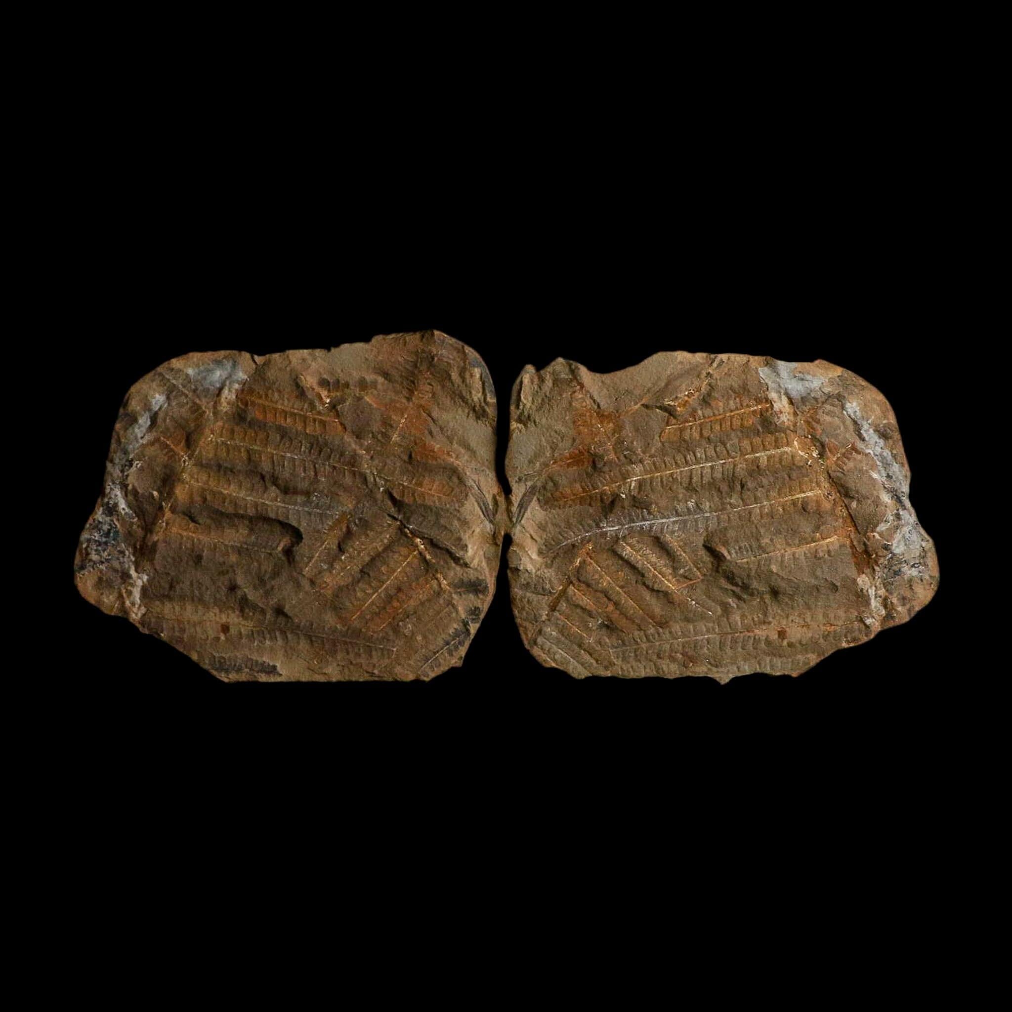 3.2" Pecopteris Fossil Leaves Mazon Creek Nodule Pennsylvanian Age Split-Pair - Fossil Age Minerals