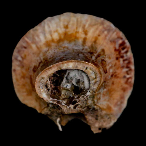 1" Phytosaur Fossil Vertebrae Polished End Triassic Age Archosaur Redonda FM NM COA