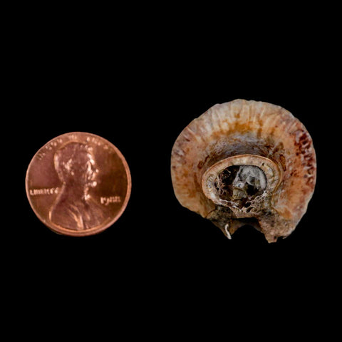 1" Phytosaur Fossil Vertebrae Polished End Triassic Age Archosaur Redonda FM NM COA