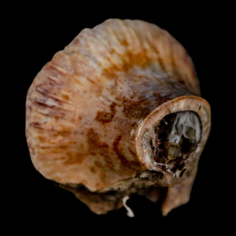 1" Phytosaur Fossil Vertebrae Polished End Triassic Age Archosaur Redonda FM NM COA