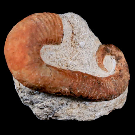 2.8" Heteromorph Rarest Of Fossil Ammonites Barremain Age Morocco Ancyloceras