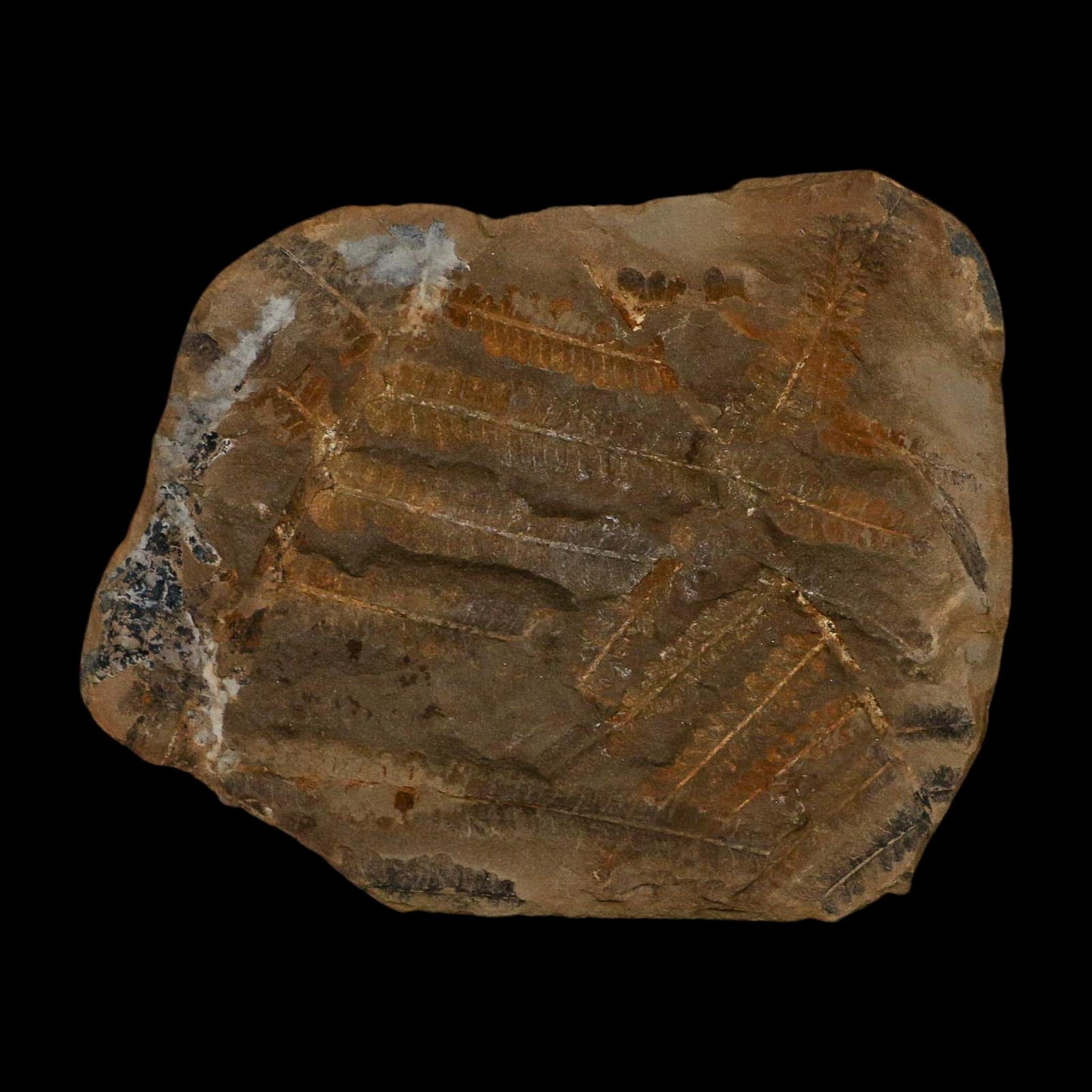 3.2" Pecopteris Fossil Leaves Mazon Creek Nodule Pennsylvanian Age Split-Pair - Fossil Age Minerals