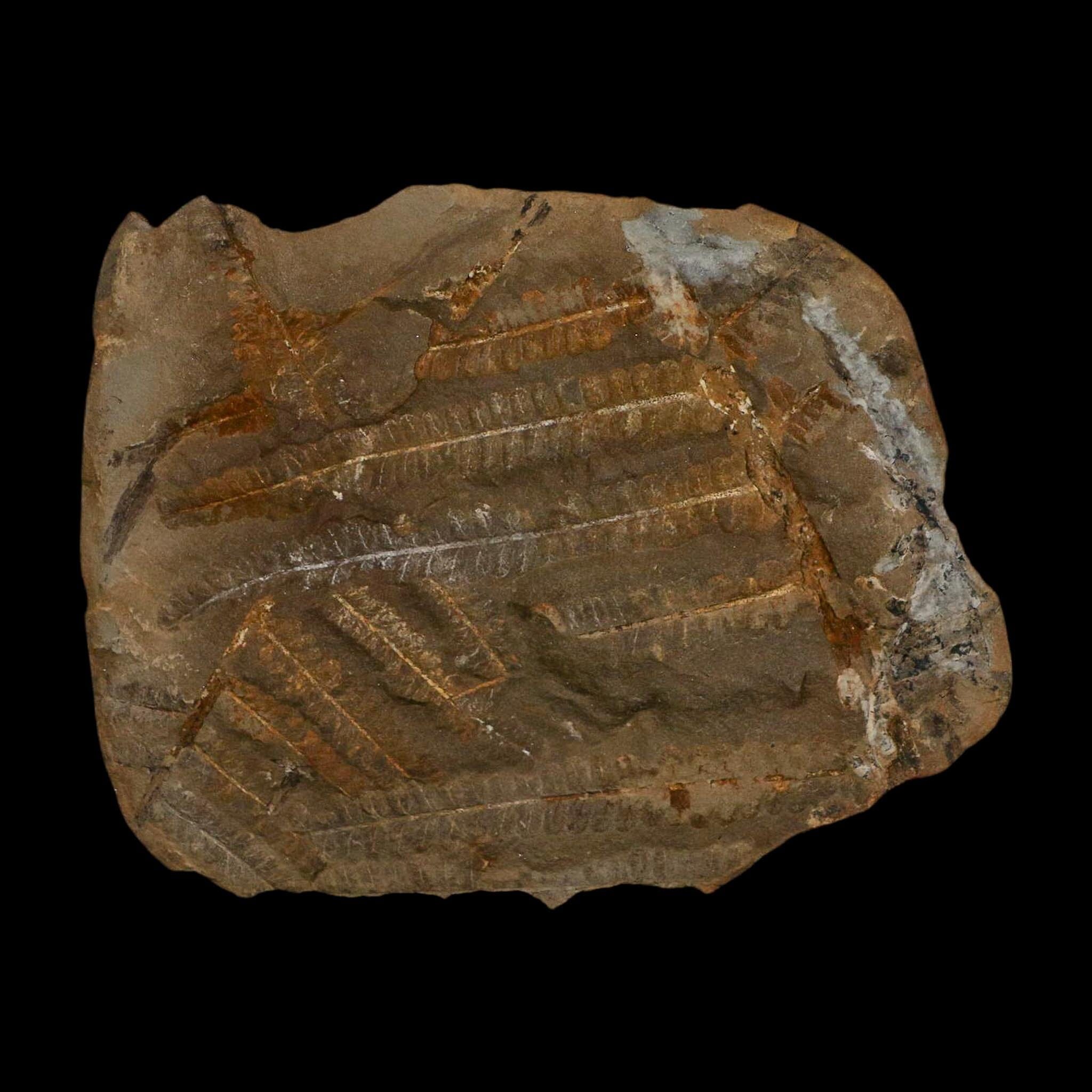 3.2" Pecopteris Fossil Leaves Mazon Creek Nodule Pennsylvanian Age Split-Pair - Fossil Age Minerals